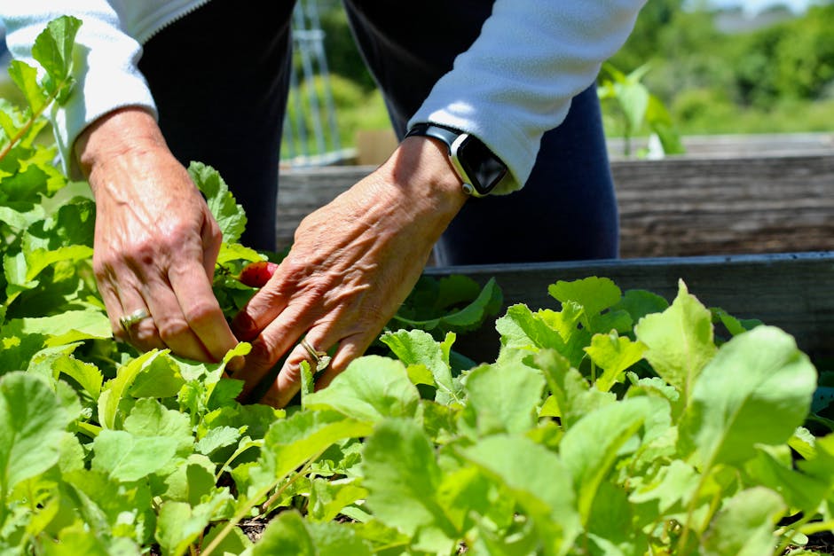 A gardener harvesting small, red radishes from a garden bed, illustrating staggered planting for continuous yield.