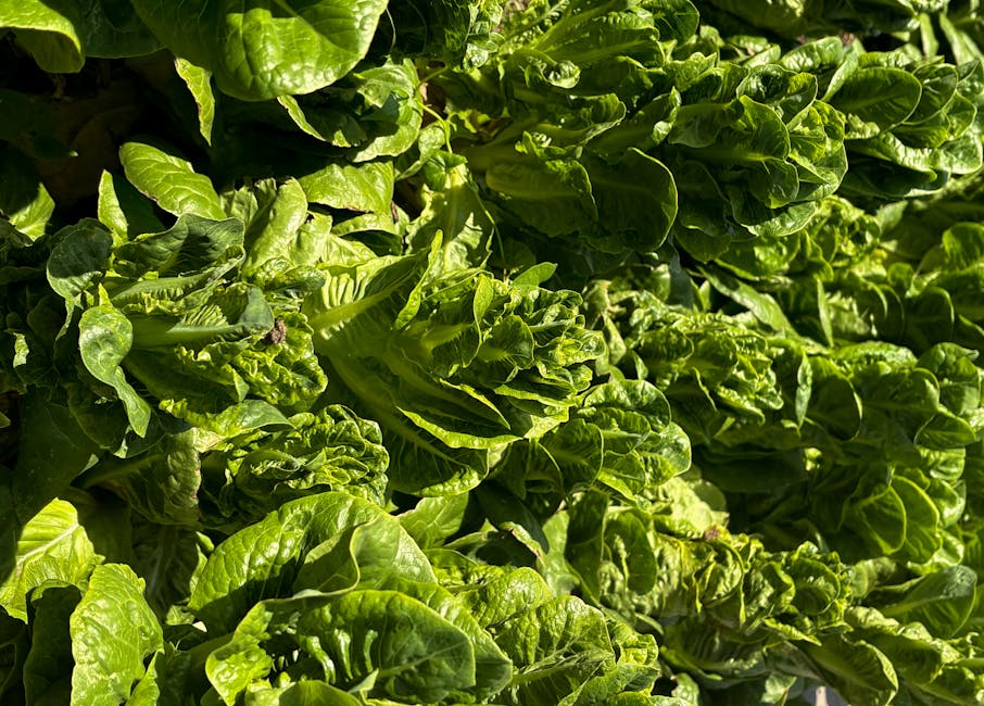 A home food garden bathed in bright sunlight, with healthy leafy greens growing in neat rows.