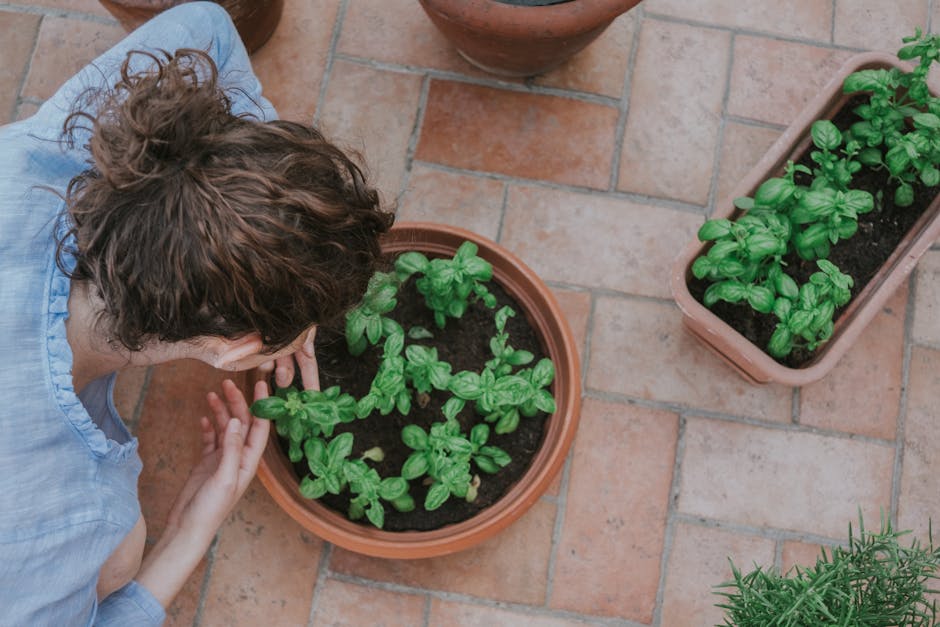 A small balcony garden with various herbs and a compact zucchini plant growing in terracotta pots.